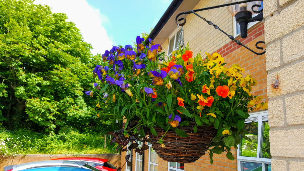 Hanging basket