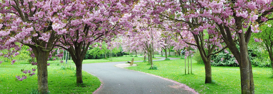 blossom trees