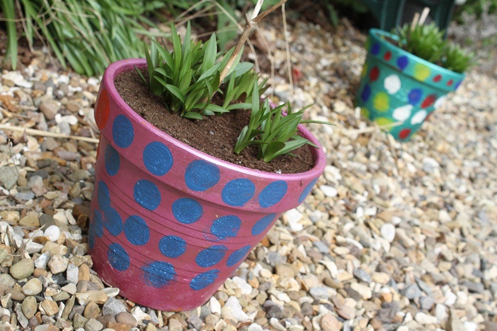 Plant in bright pink and blue pot